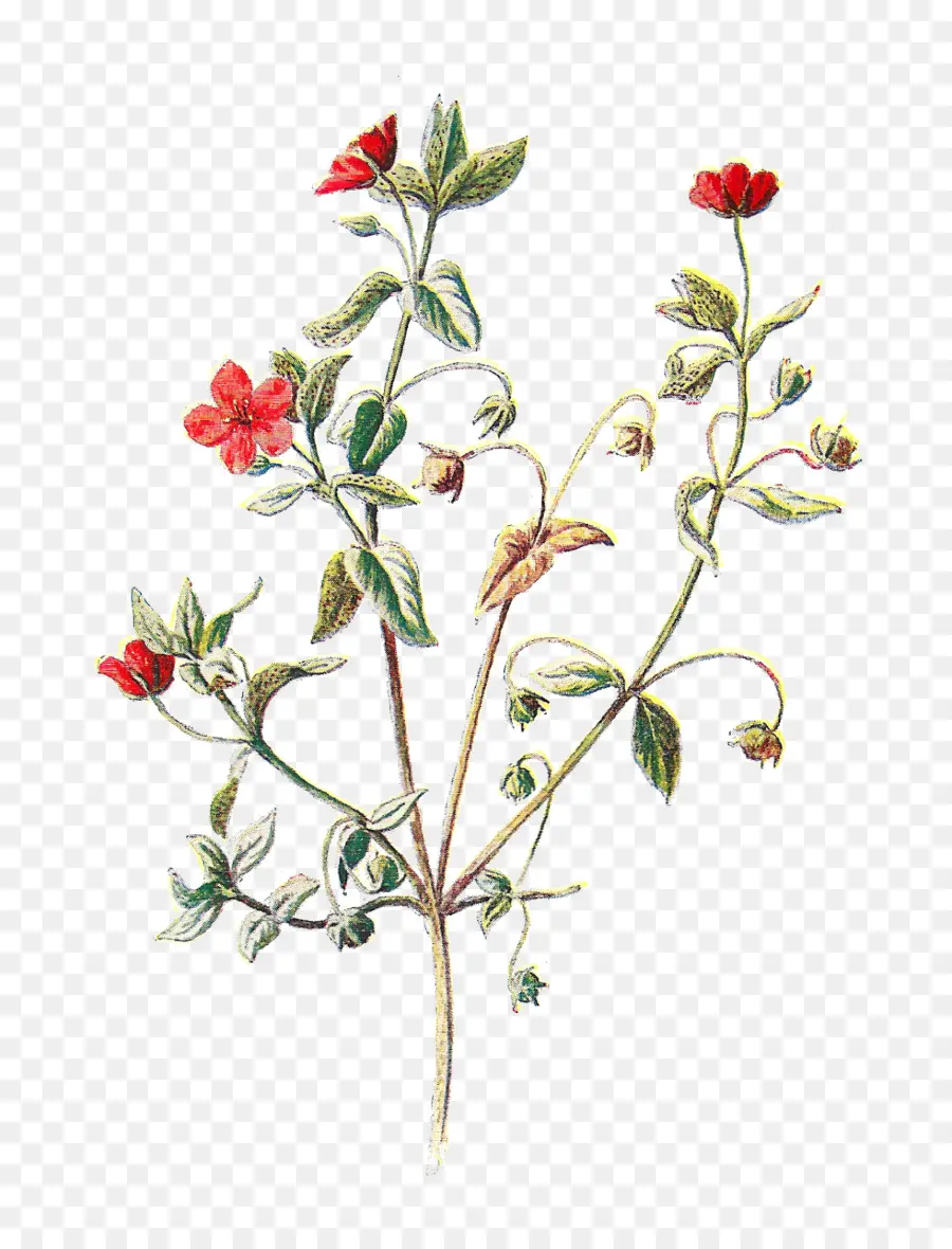 Scarlet Morrião，Botânico Ilustração PNG