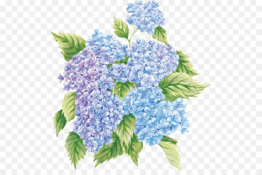 Hortênsia，Azul PNG