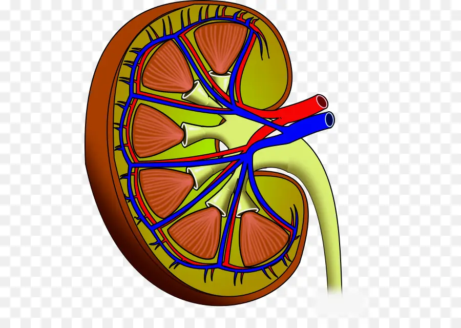 Rim，Órgão PNG