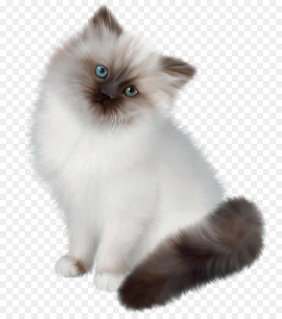 Gato，Gatinho PNG