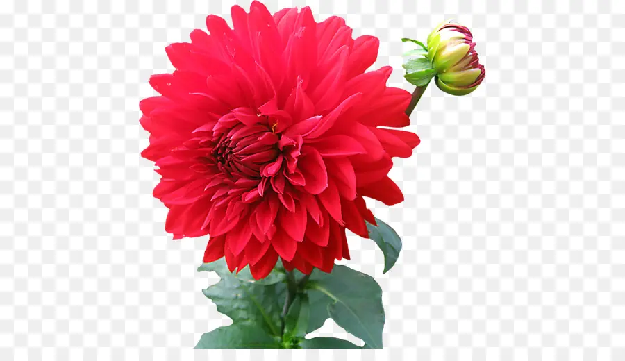 Dahlia，Flor PNG