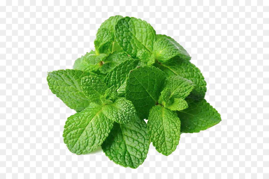 Mentha Spicata，Hortelã Pimenta PNG