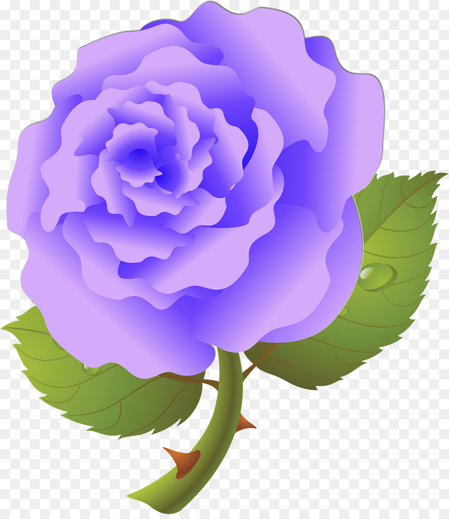 Rosa Roxa，Florescer PNG