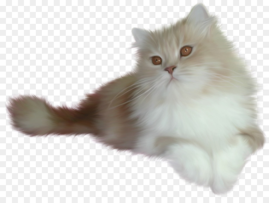 Gatinho Branco，Gato PNG