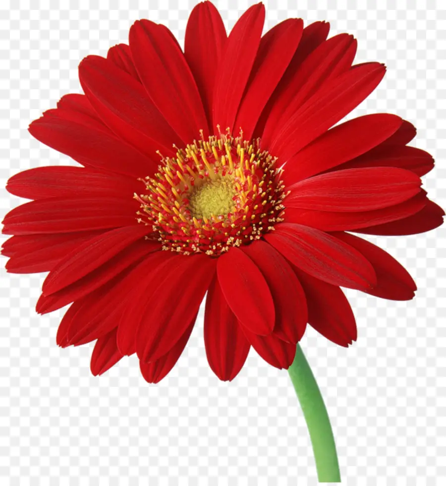 Flor Rosa，Florescer PNG