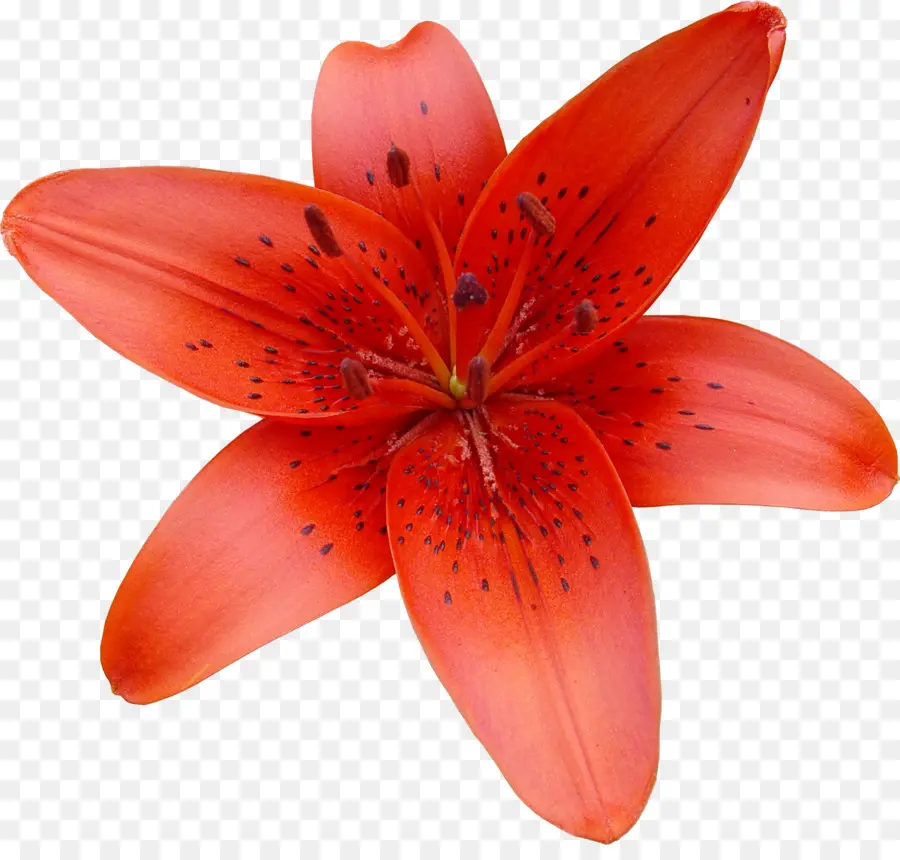 Flor，Lírio PNG