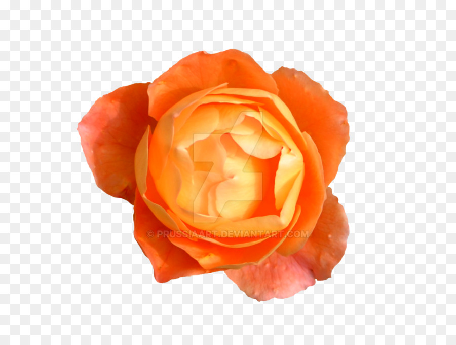 Rosa Branca，Florescer PNG