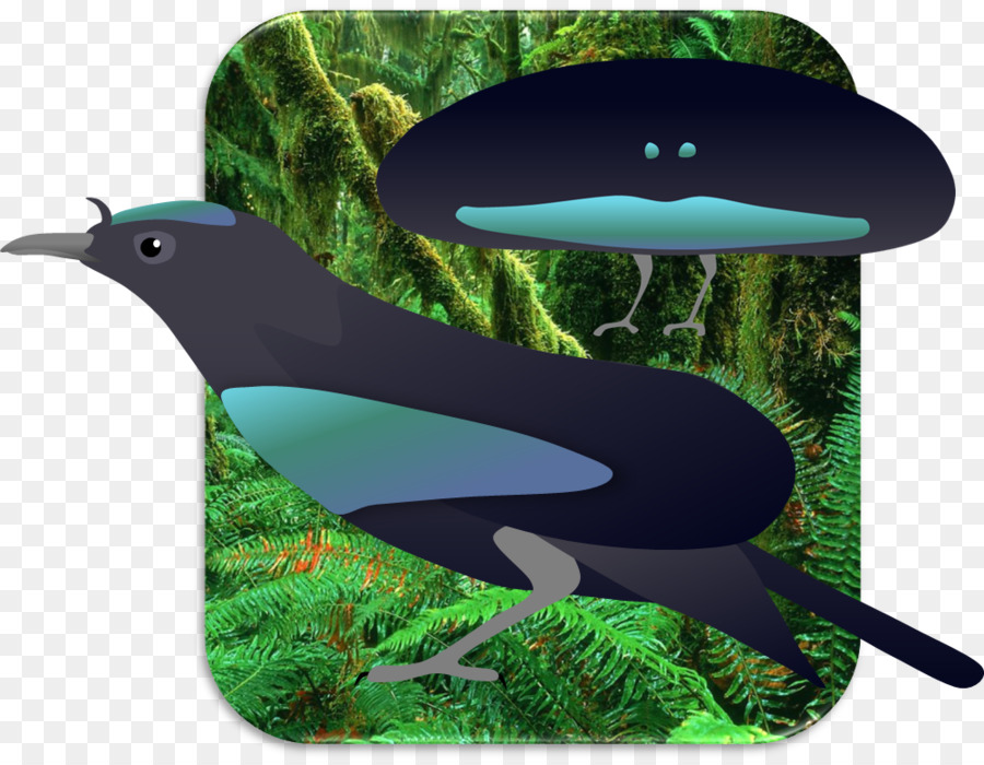 Aves，Birdofparadise PNG