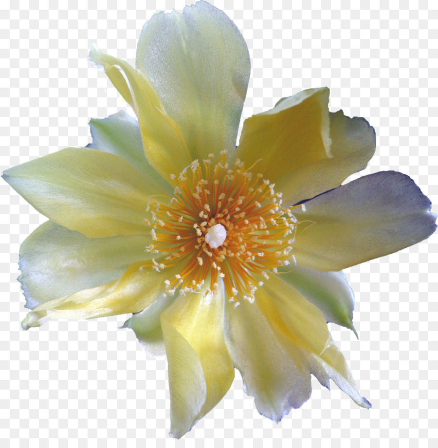 Narciso，Amarelo PNG