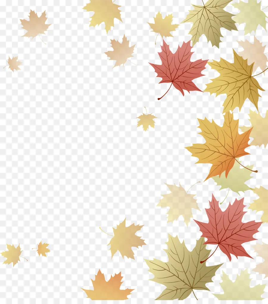 Japonês Maple，Red Maple PNG