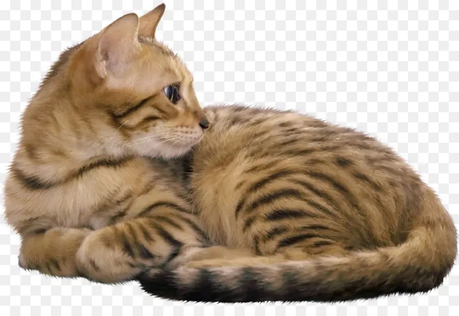 Gato Bengal，Mau Egípcio PNG