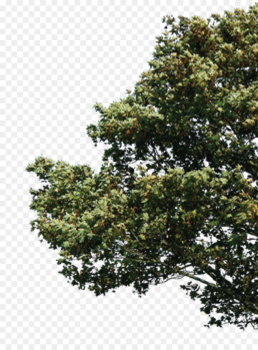 Deviantart，árvore PNG