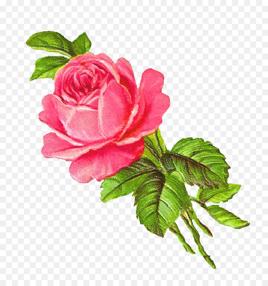 Rosas Cor De Rosa，Ramalhete PNG