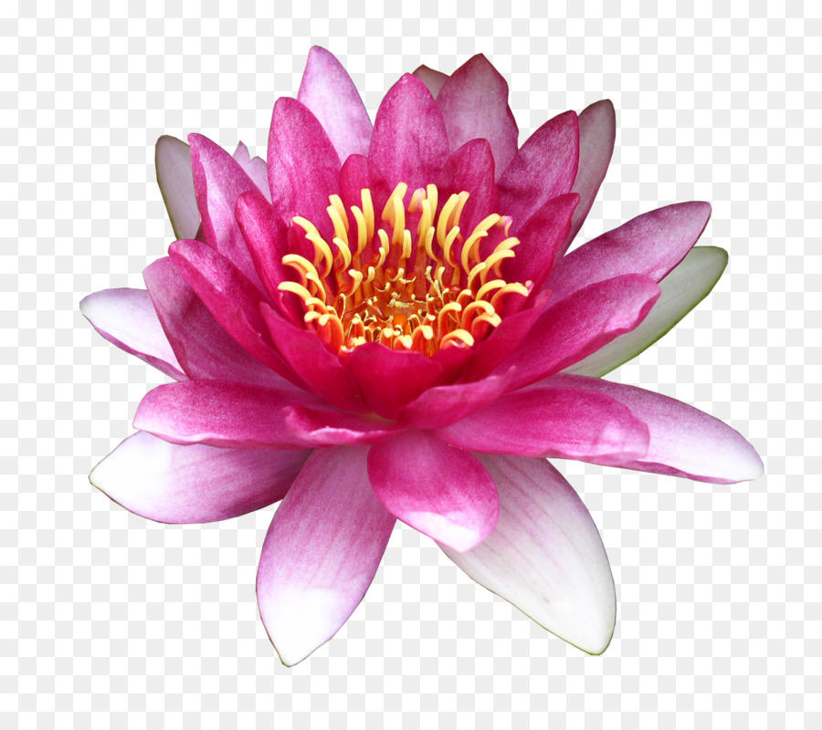 Flor Rosa，Flor PNG