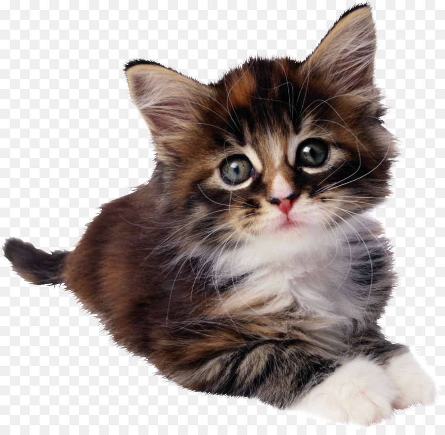 Gatinho Fofo，Gato PNG