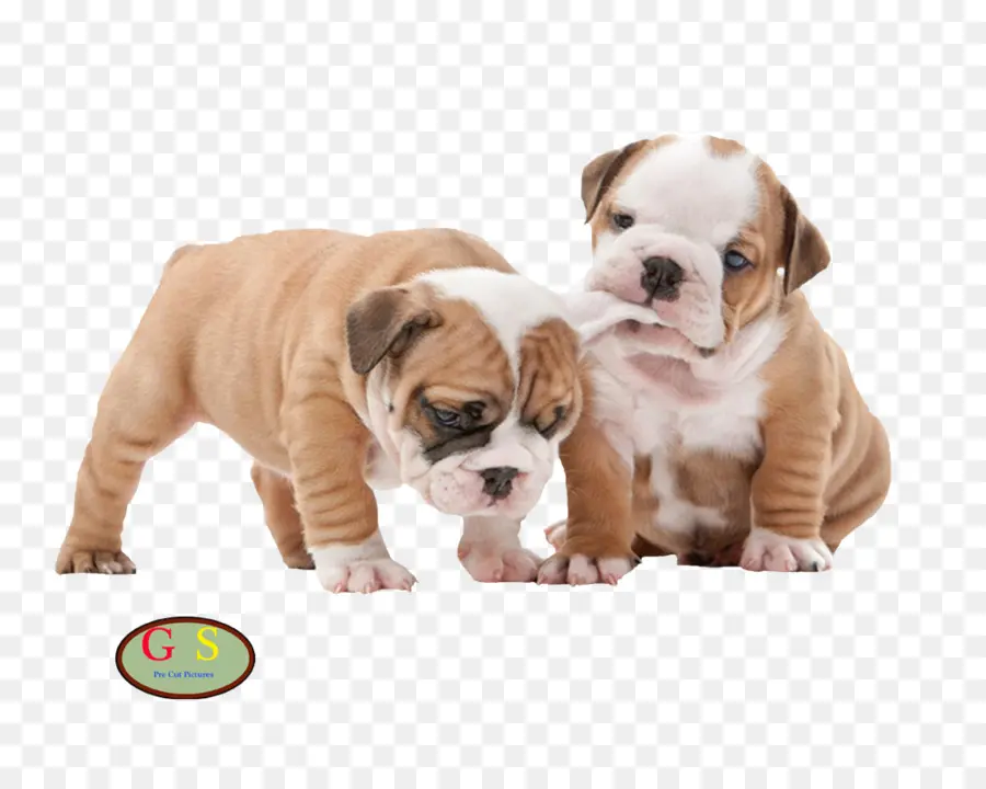 Filhotes De Buldogue，Bonitinho PNG