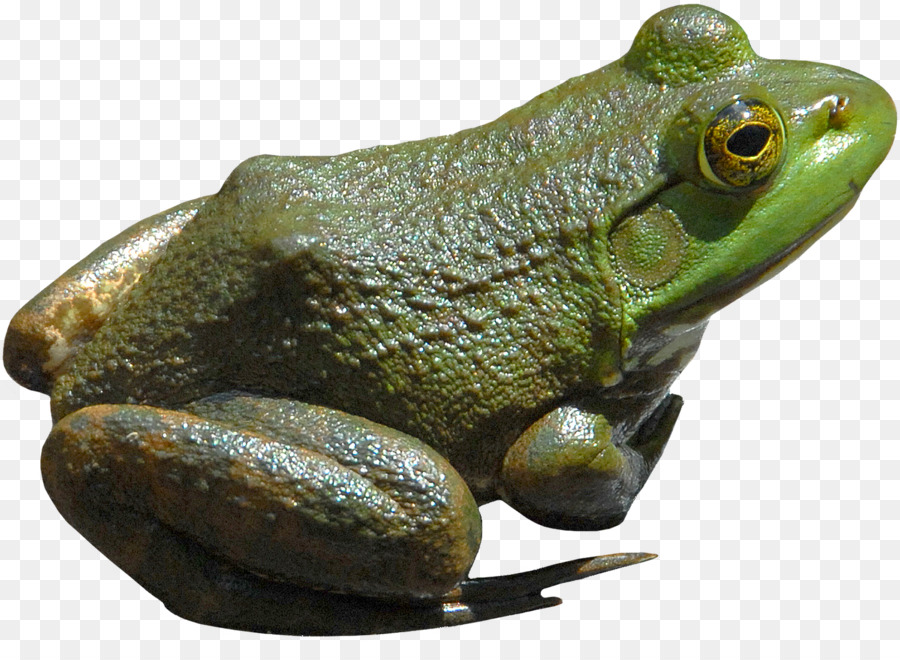 Sapo Verde，Anfíbio PNG