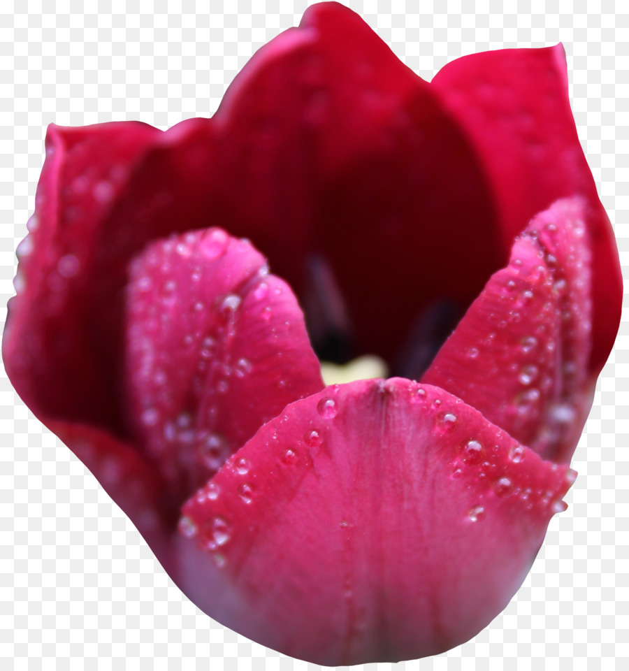 Tulip，Flor PNG