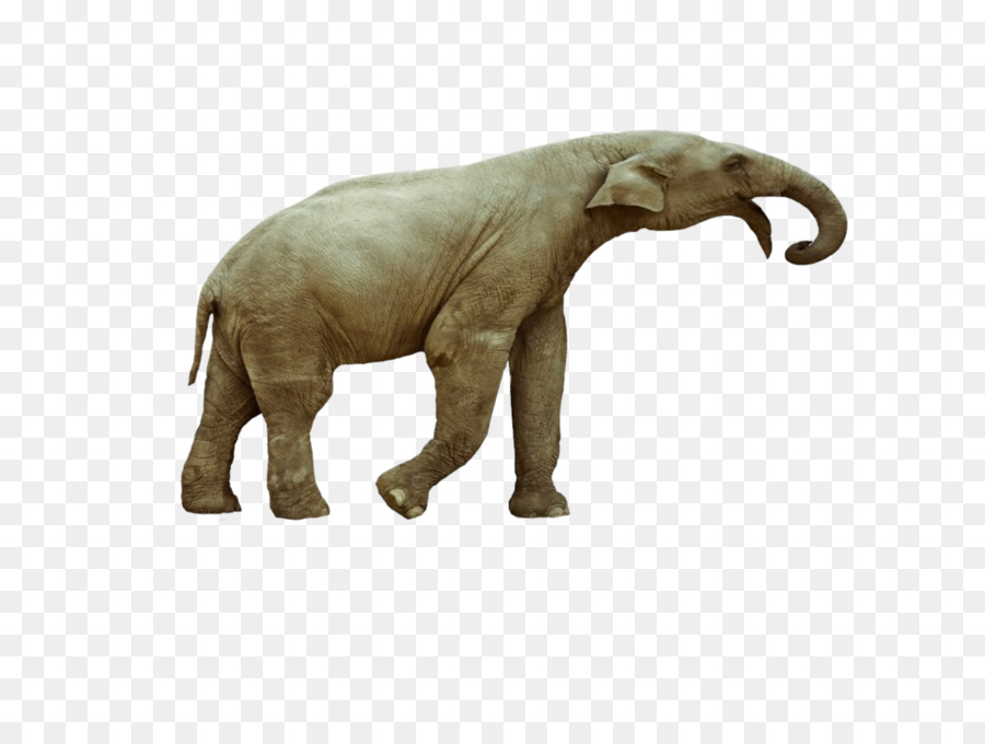 Elefante，Animais Selvagens PNG