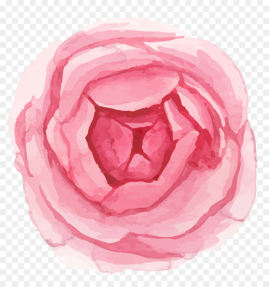 Rosa，Florescer PNG