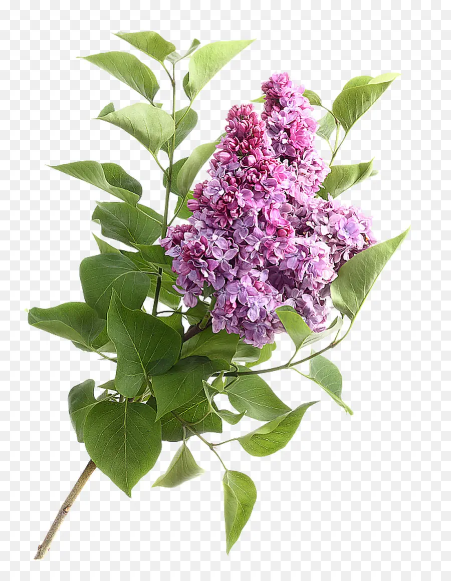 Flor，Fotografia De Stock PNG