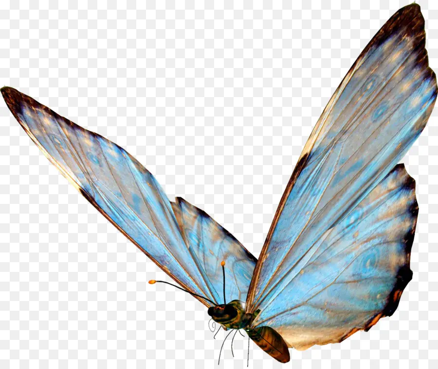 Borboleta Azul，Asas PNG