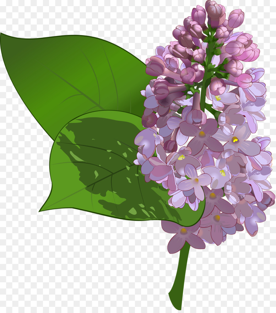 Flores Lilás，Florescer PNG