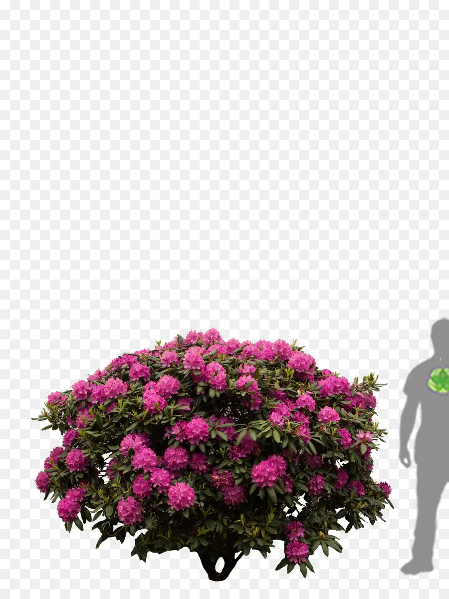 Rhododendron，Arbusto PNG
