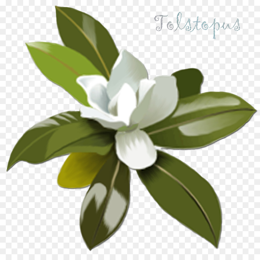 Flor Branca，Folhas Verdes PNG