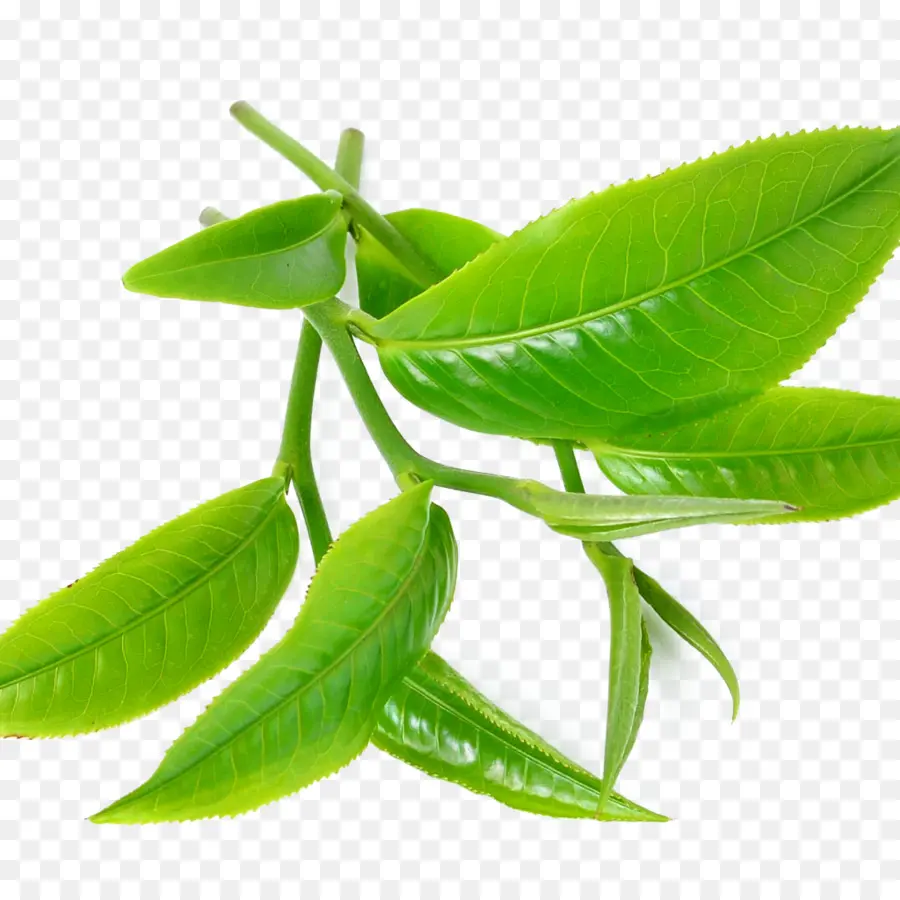 Chá，O Chá Verde PNG