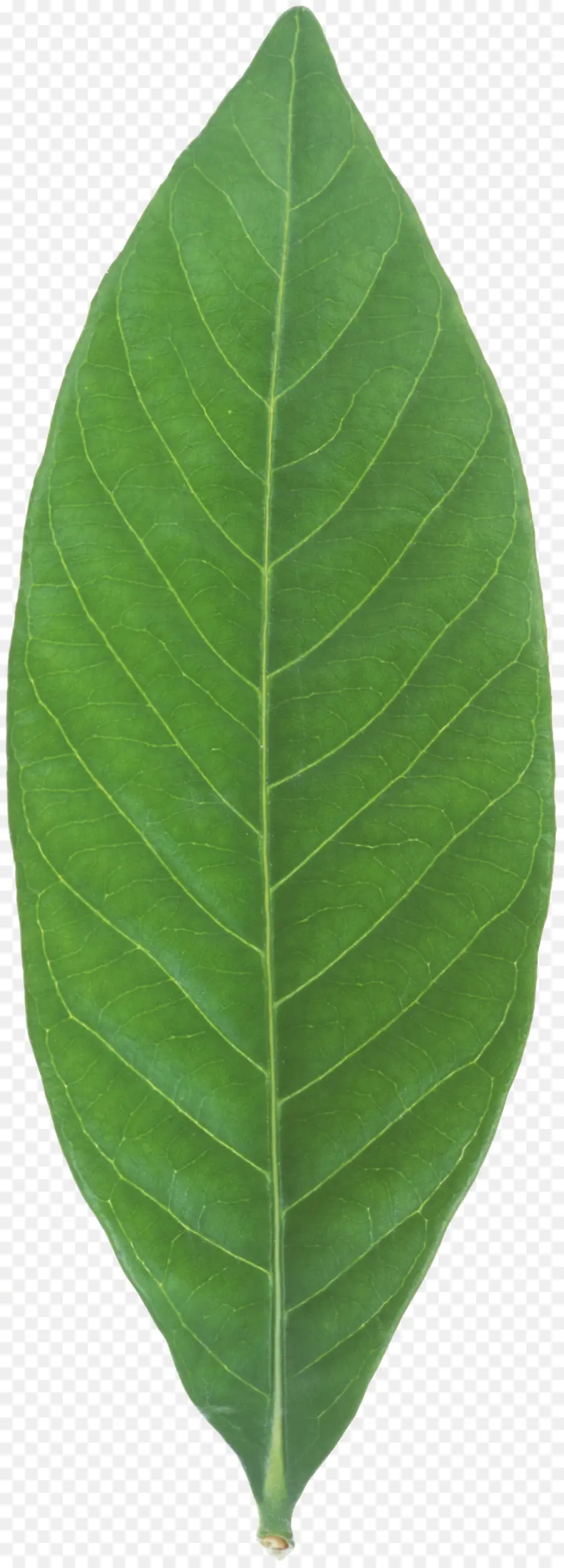 Folha De Bananeira，Planta PNG