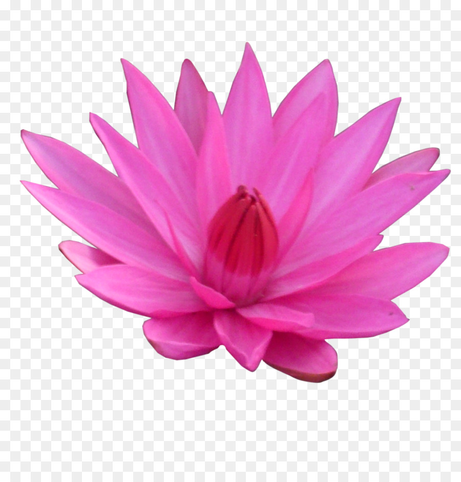 Lótus Rosa，Florescer PNG