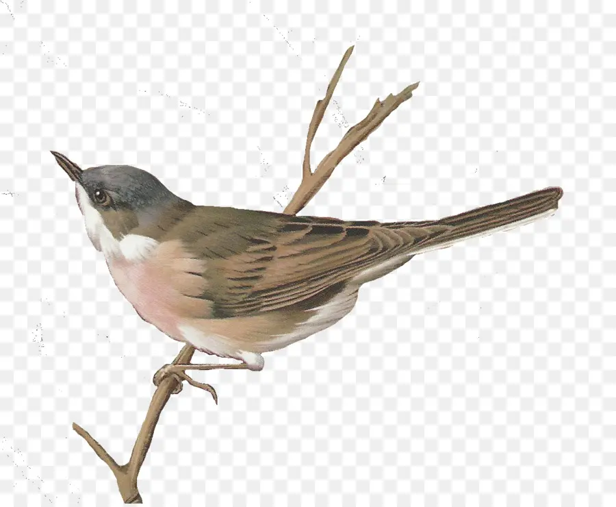 Pardal，Aves PNG