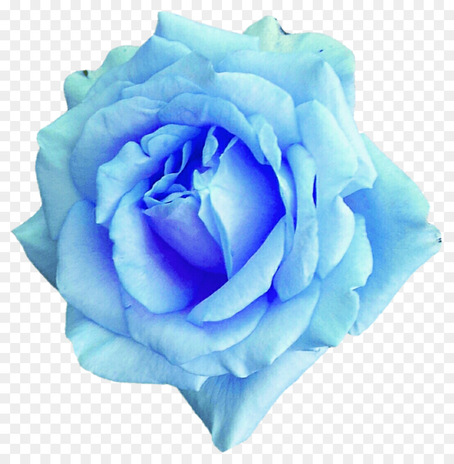 Featured image of post Flor Rosa Claro Desenho Png Fa a o download lindo cora o rosa em forma de elementos rosa formato de cora o forma png imagem ou arquivo psd gratuitamente