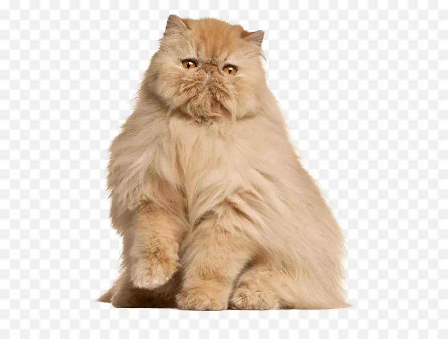 Gato Persa，Maine Coon PNG