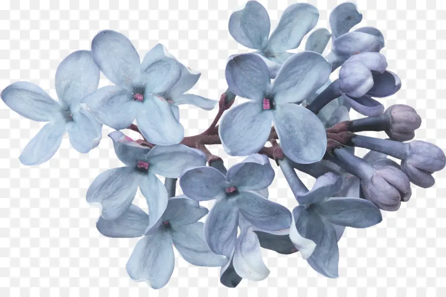 Flores Lilás，Florescer PNG