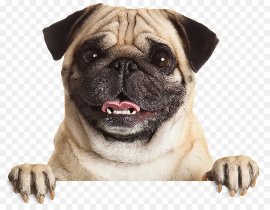 Pug，Filhote De Cachorro PNG