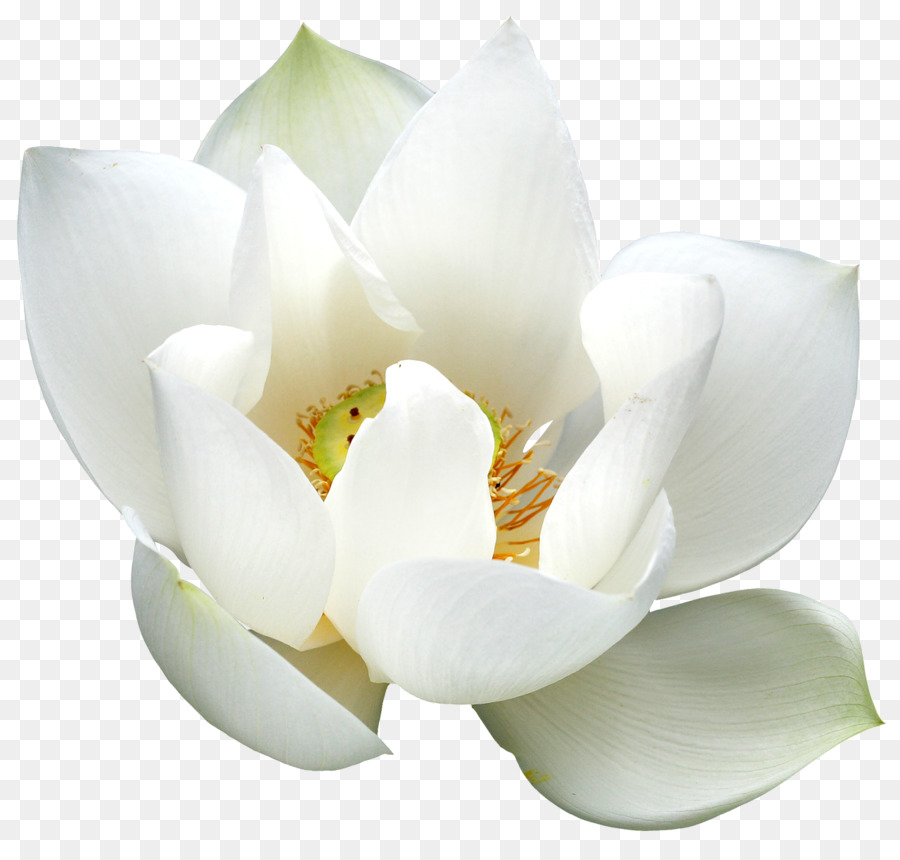 Flor Branca，Florescer PNG