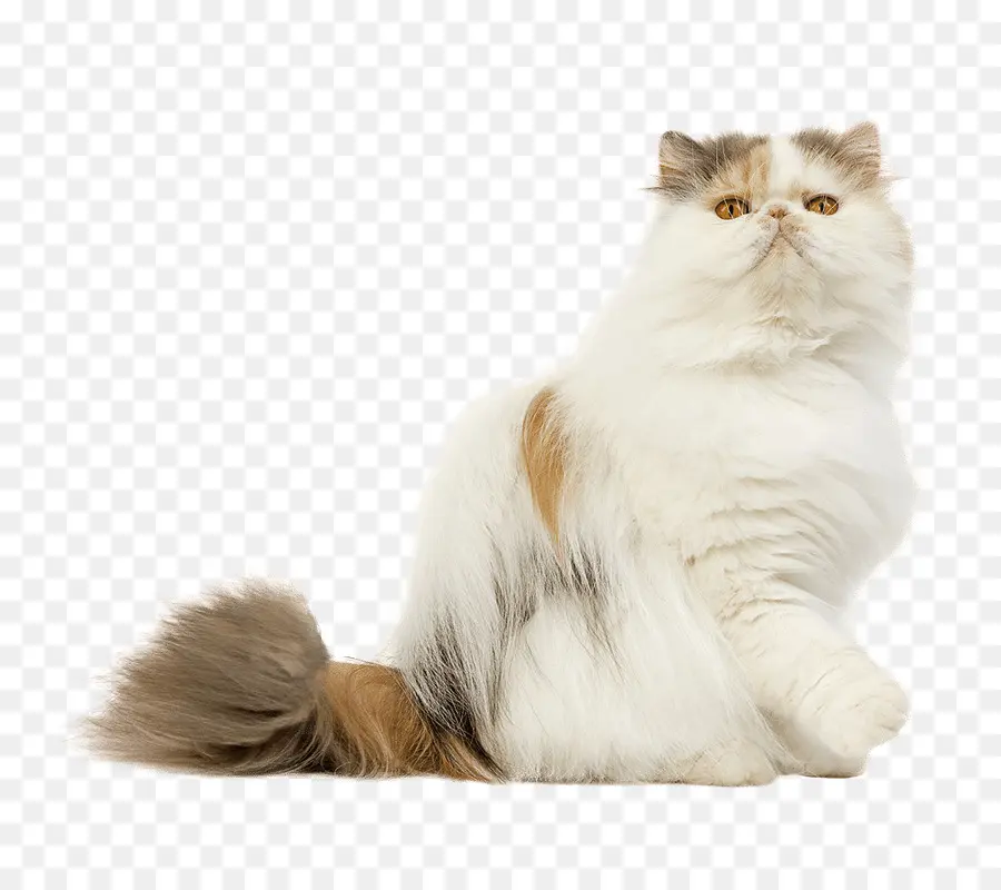 Gato Persa，Maine Coon PNG