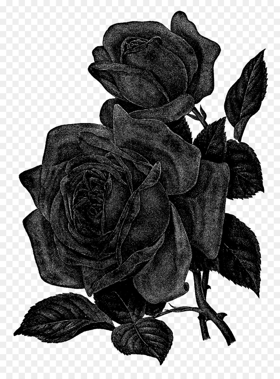 Rosa，Preto PNG