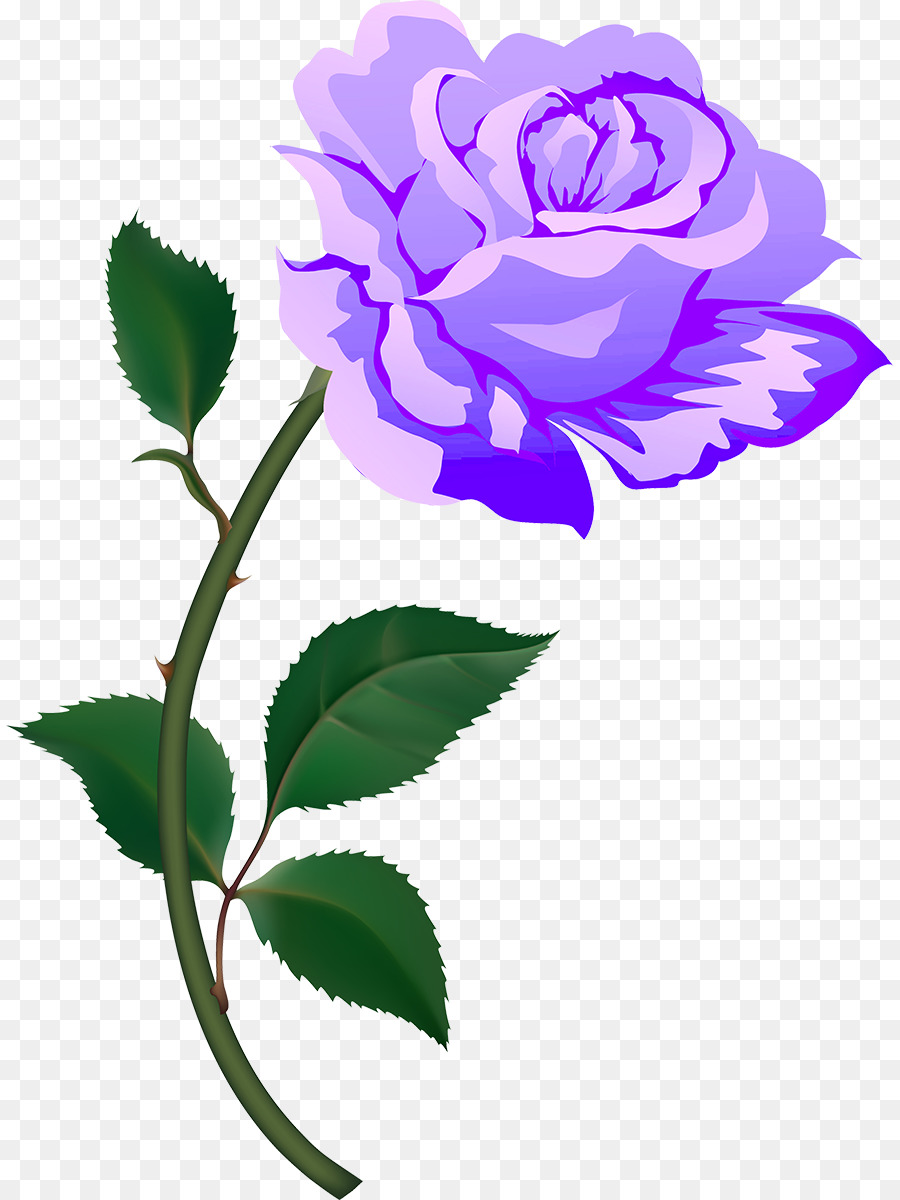 Rosa Roxa，Florescer PNG