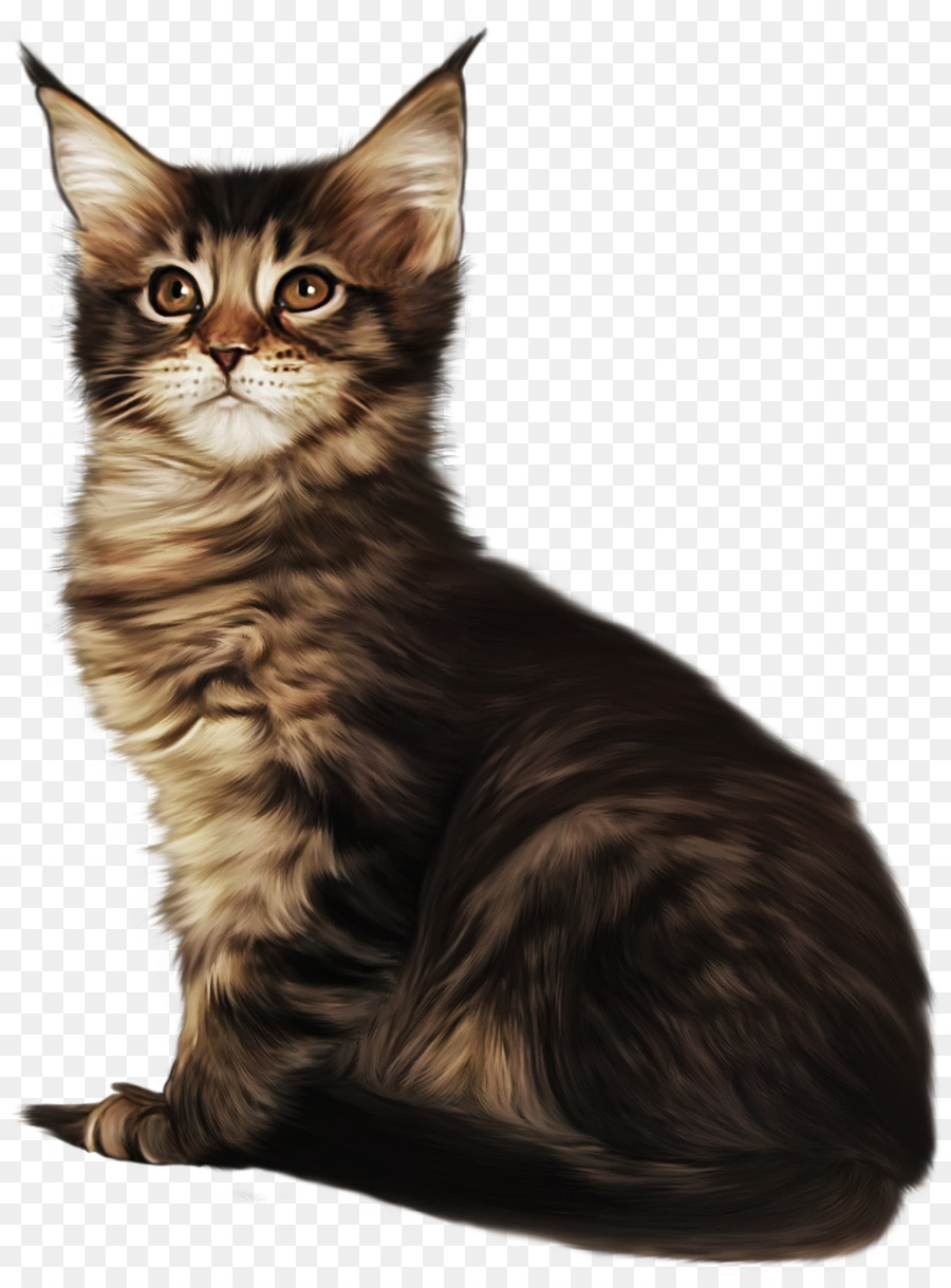 Maine Coon，Gatinho PNG