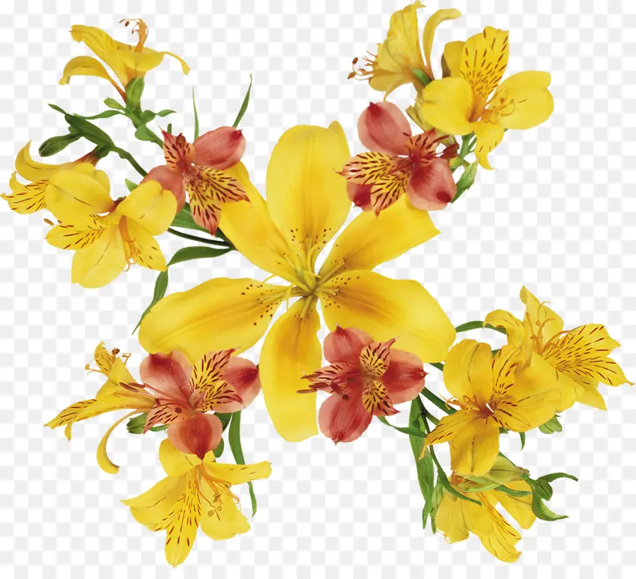 Aquarela Flores，Flor PNG