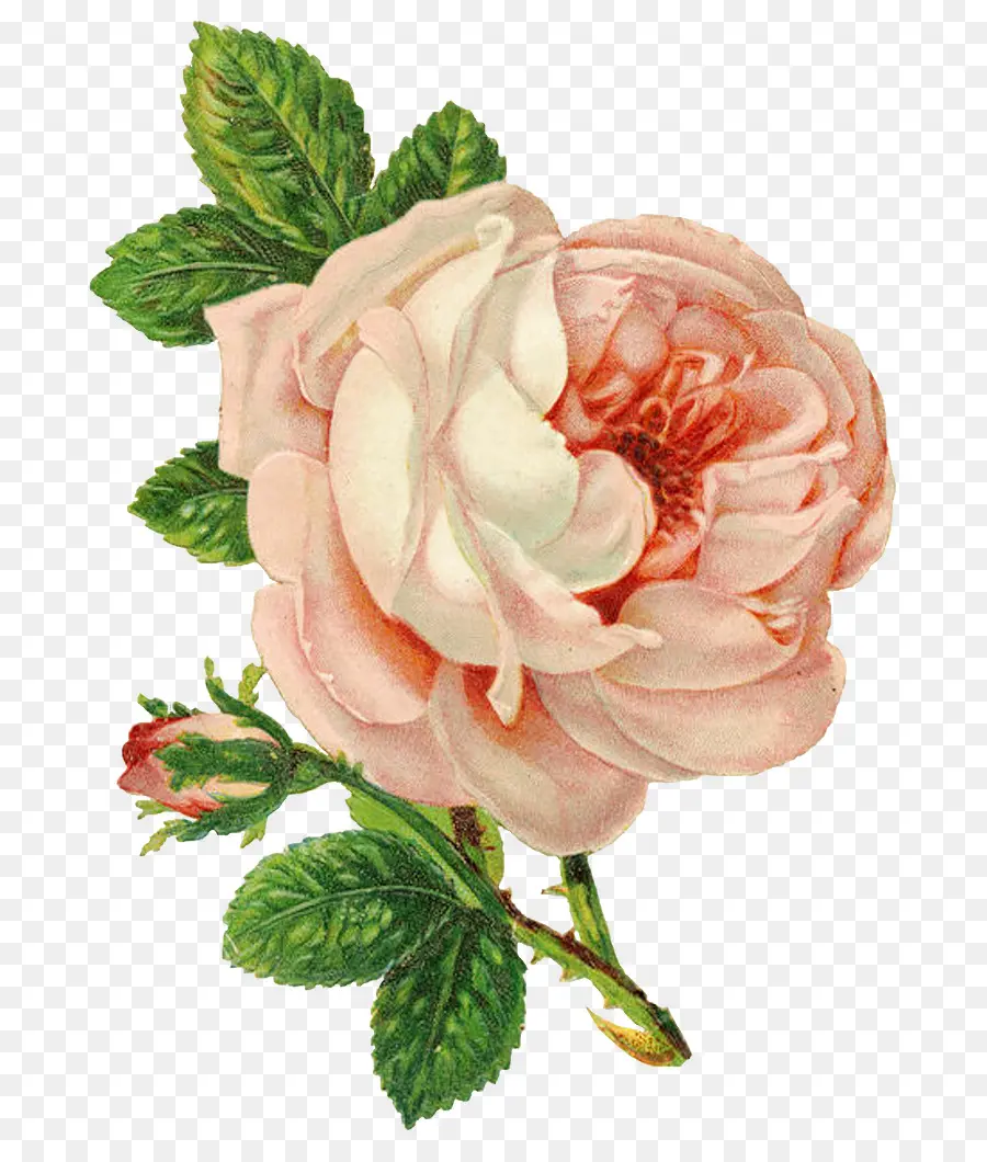 Rosa，Flor PNG