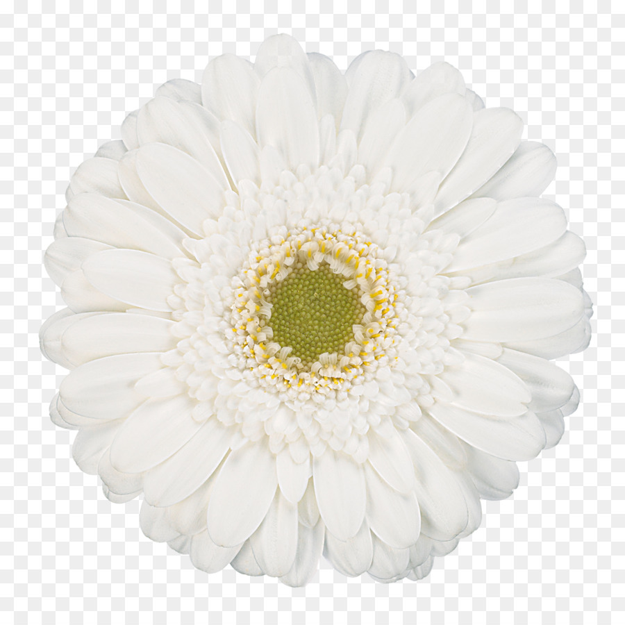 Transvaal Daisy，Branco PNG