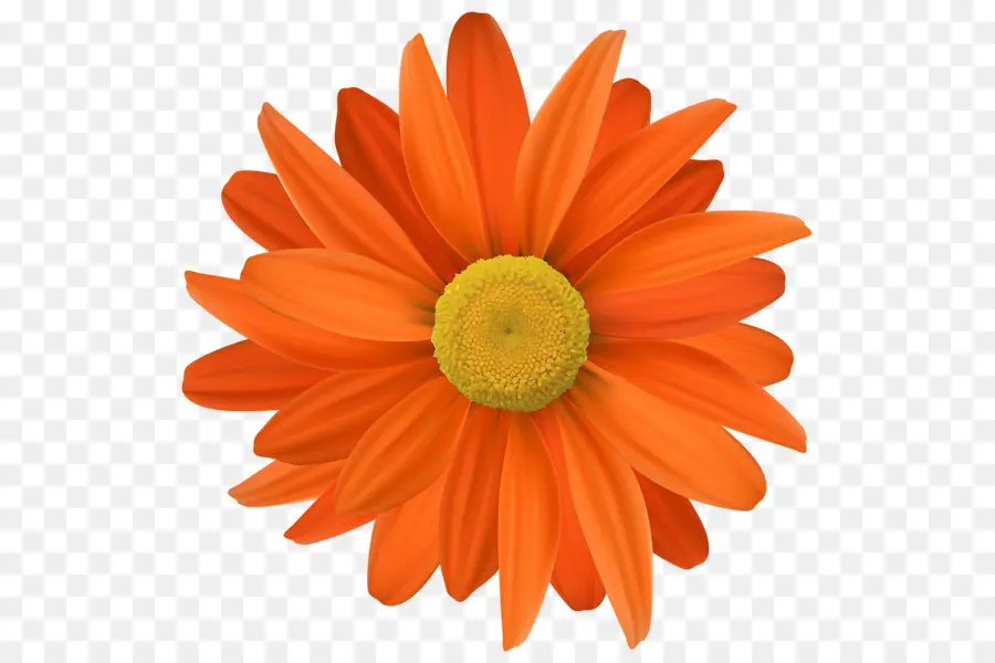 Flor Rosa，Florescer PNG