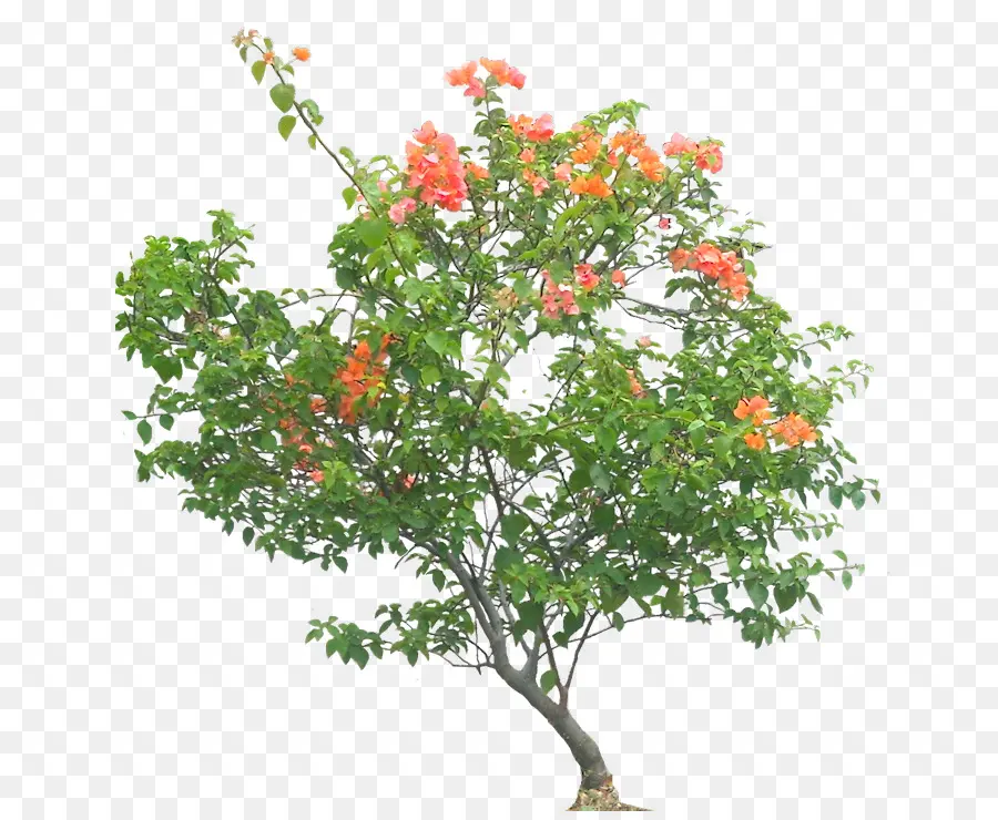 Bougainvillea Glabra，árvore PNG