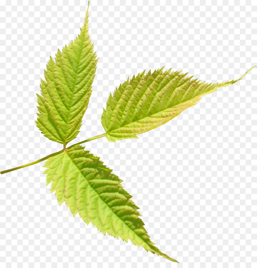 Folha Verde，Natureza PNG