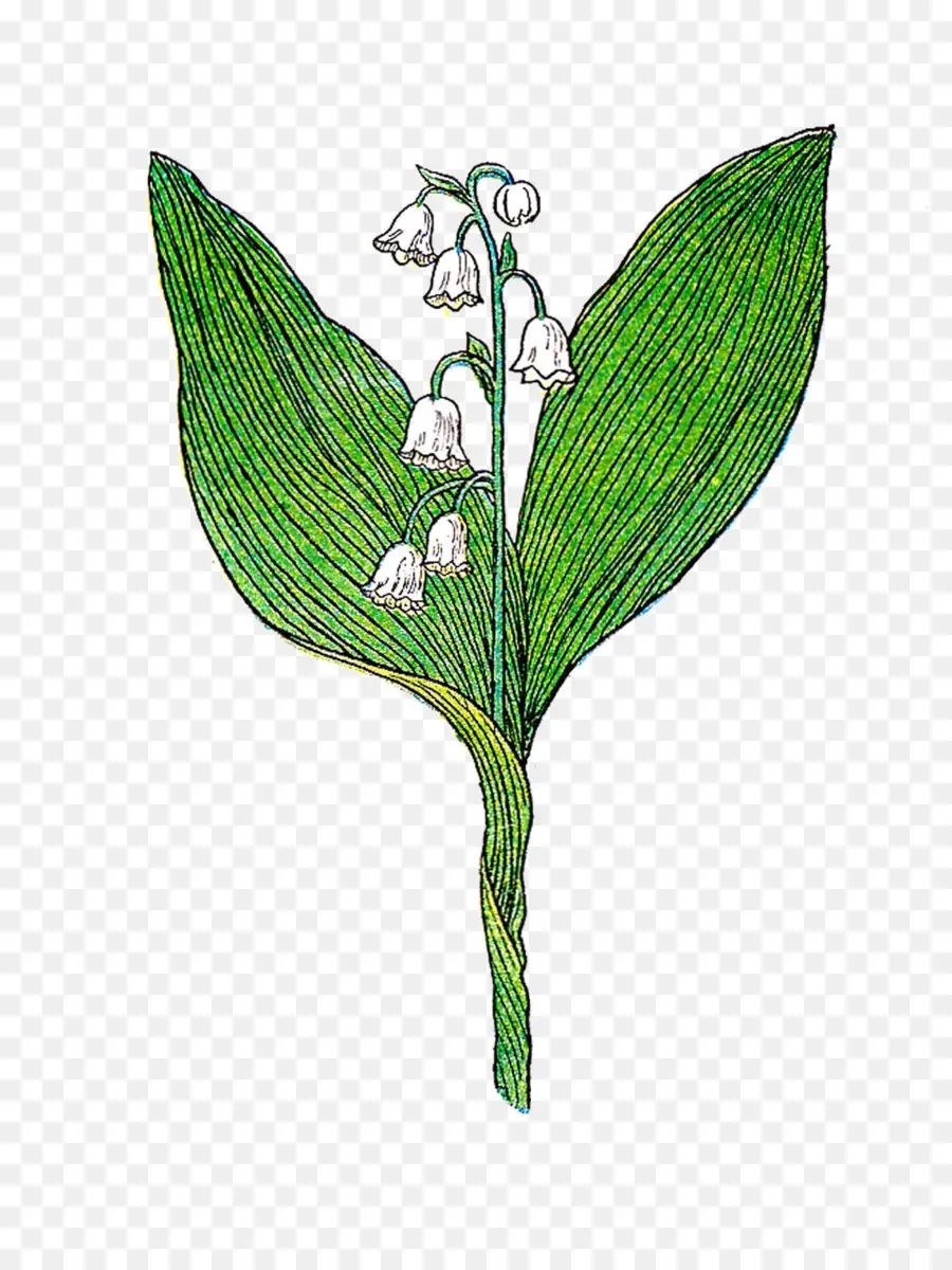 Lírio Do Vale，Botânico Ilustração PNG