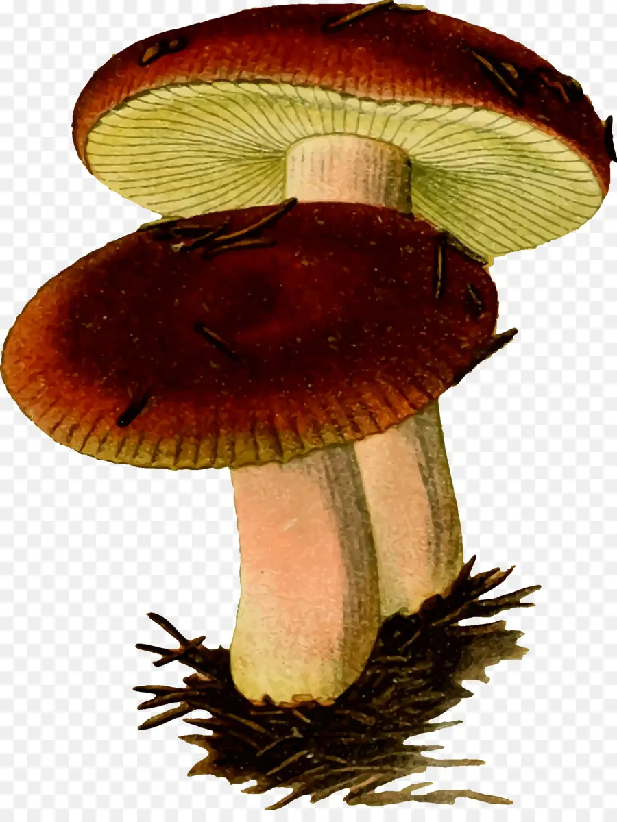 Russula Emetica，Cogumelo PNG